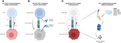 Frontiers Emerging Role Of Deubiquitination Modifications Of